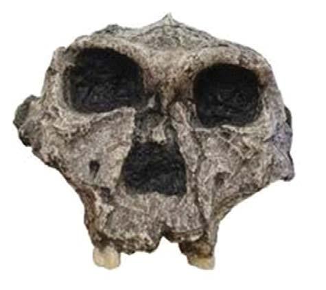 terísticas ósseas, as espécies do gênero Paranthropus são excluídas da nossa ancestralidade direta.