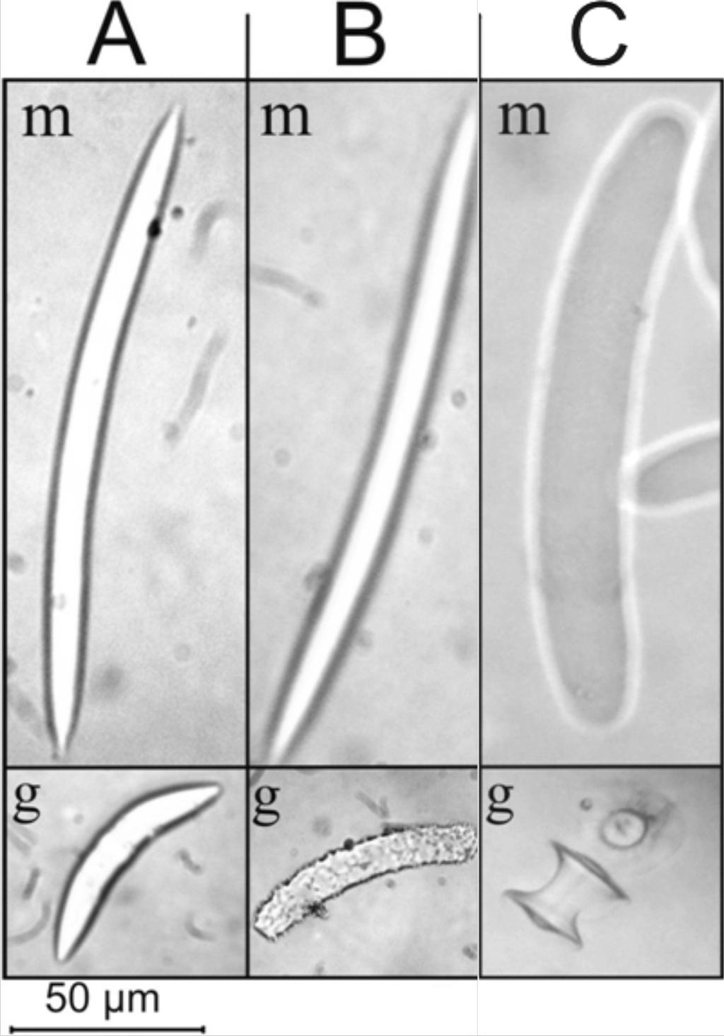 Figura 03: Megacleras (Mg) e Gemosclera (Gm) das espécies amostradas. (A) O. schubarti, (B) O. navicella e (C) T. repens.