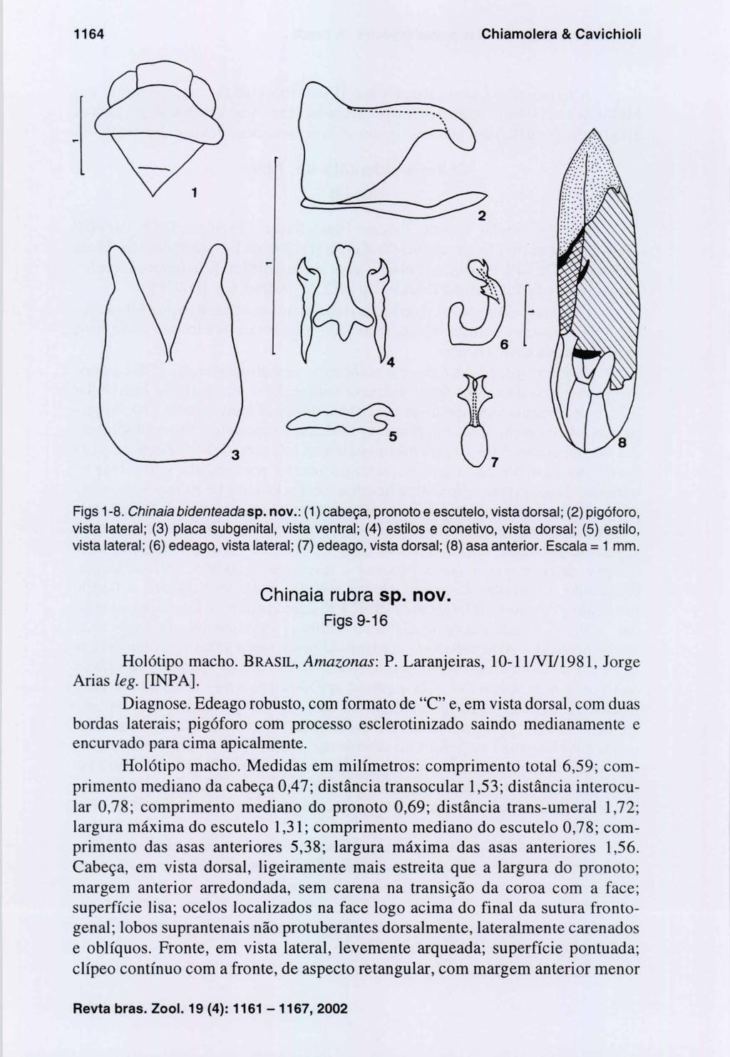 1164 Chiamolera & Cavichioli ~. ~ f" ~ 6, Figs 1-8. Chinaia bidenteada sp. nov.