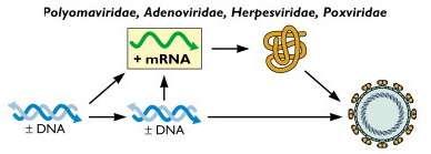 4. Replicação: Vírus com genoma DNA dupla fita (DNA ds) tradução transcrição proteínas
