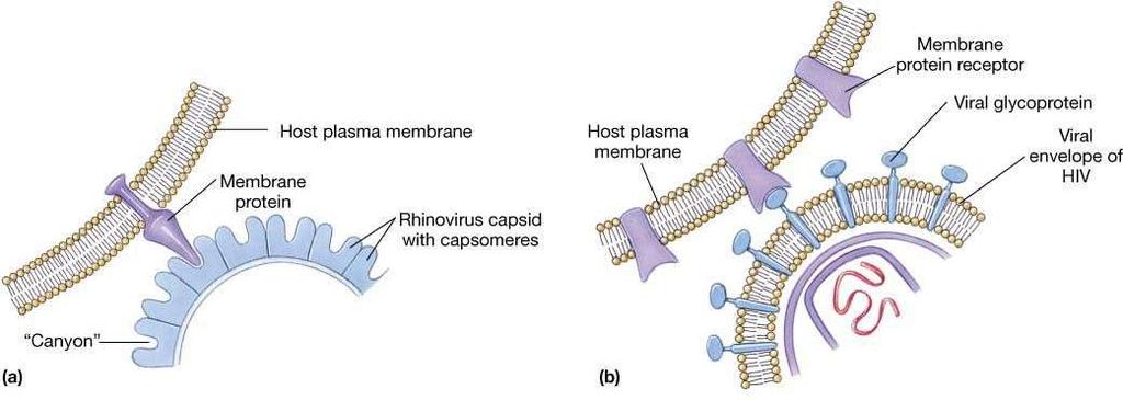 1. Adsorção União do vírus ao receptor celular