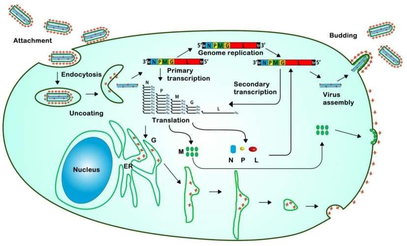 6. Liberação de vírus envelopados: Brotamento Síntese das proteínas não glicosiladas ribosomas livres no citoplasma Proteínas se associam ao genoma viral Vírus adquire o