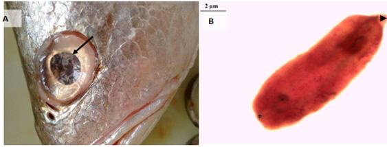 Tabela 2. Número de metacercárias de Diplostomum sp. nos olhos dos peixes Plagioscion squamosissimus e Geophagus cf.