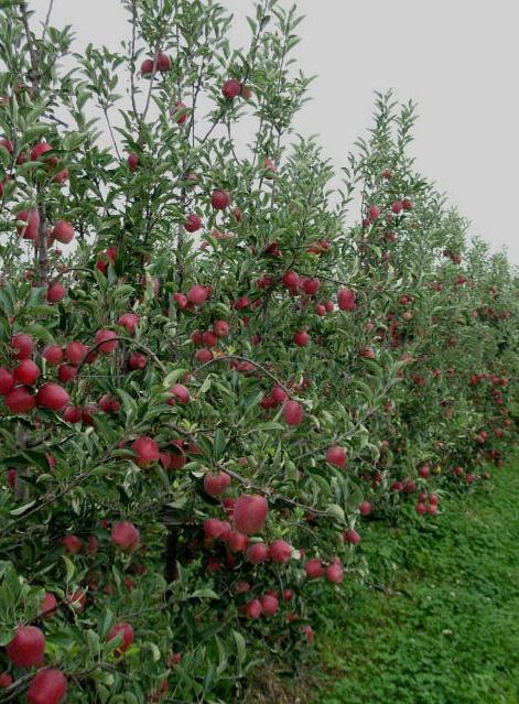 Avaliação da cultivar de macieira Daiane em Vacaria, RS 3 Foto: Frederico Denardi.