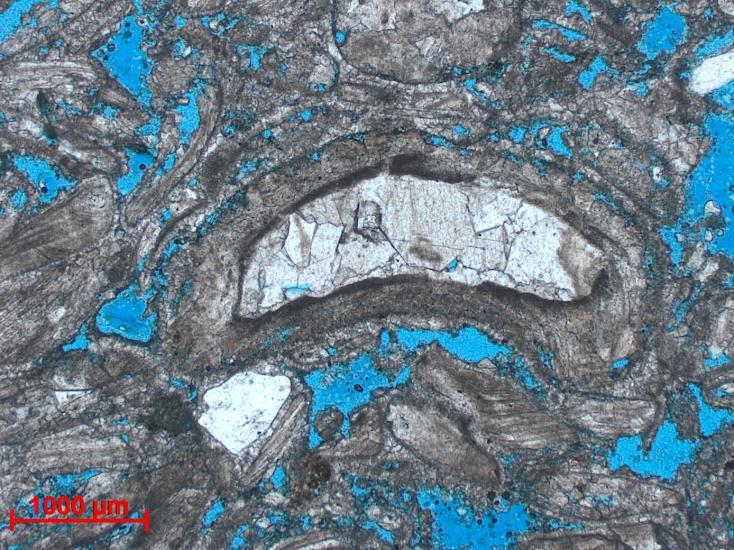 42 Outro tipo de cimento que ocorre nas coquinas da Formação Morro do Chaves é o cimento de calcita hialina intramolde, observado no interior das conchas (Figura 28).