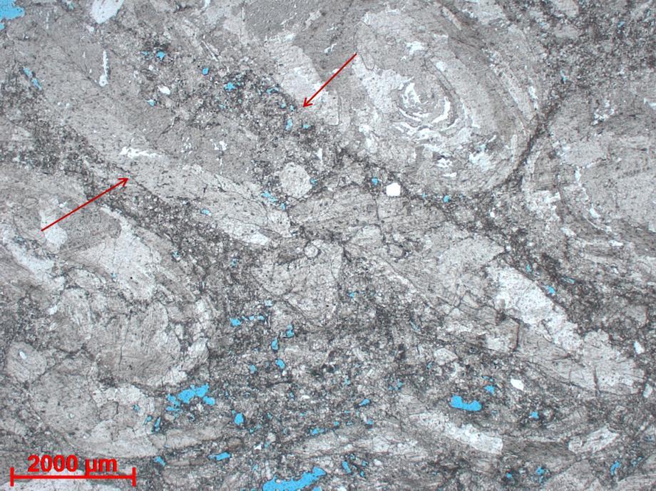 63 As bordas das conchas estão muitas vezes dissolvidas, possivelmente devido à compactação química (Figura 42), há envelope micritico ao redor dos grãos bioclásticos.