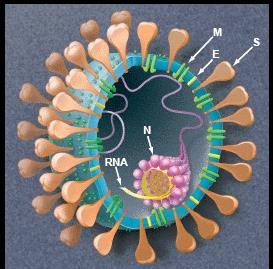 celular Ac neutralizantes M: transmembrana E: proteína menor do envelope betrayeddesires.blogspot.