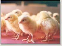 Vírus da Bronquite Infecciosa das galinhas (IBV) Coronavírus das aves domésticas (Gallus gallus) Gênero: Gammacoronavirus Diversidade antigênica: Vários sorotipos podem cocircular em uma região