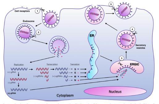 Coronavírus: Replicação no citoplasma 6. Liberação: 2. Penetração: endocitose mediada por receptor 3. Decapsidação 4. Replicação do genoma 1.