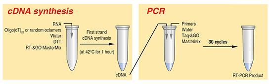 perde facilmente o envelope - RT-PCR (PCR precedida de transcrição reversa):