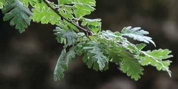 arbóreas características, como o carvalho-alvarinho (Quercus robur), o