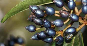 lusitanica), o folhado (Viburnum tinus), o medronheiro (Arbutus unedo).