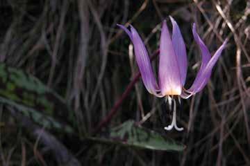 ), a uva-de- -cão (Tamus communis), a madressilva (Lonicera periclymenum subsp.