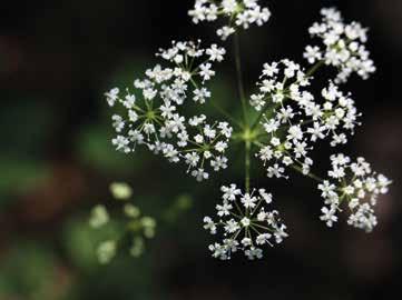 constituindo pequenos bosques frequentemente situados nas