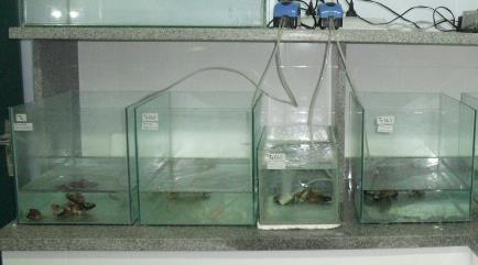 caissarum. Figura 41 - Incubações em aquários contendo água do mar e água do mar e P. perna. 6.2.