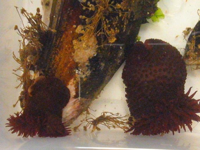 35 anêmonas-do-mar se alimentam de vários invertebrados, sendo que as maiores espécies podem capturar peixes. A presa é paralisada pelos nematocistos, agarrada pelos tentáculos e levada à boca.