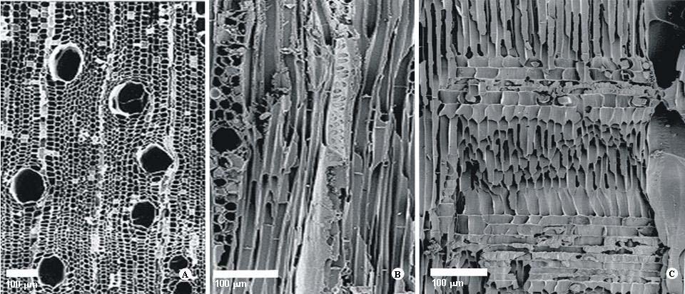 Diâmetro tangencial dos vasos 65 (40-110) µm. Tiloses presentes. Placas de perfuração simples, horizontais e obliquas.