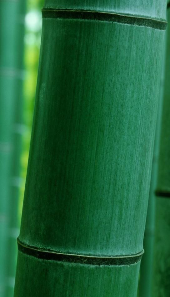 Composição (g/100g) Broto de bambu 1 Colmo de bambu 2 Umidade 89,83 nd Proteína 3,57 nd Gordura 3,54 nd Carboidratos 5,42 27 2 * Fibra 3,54 50 2 ** Amido