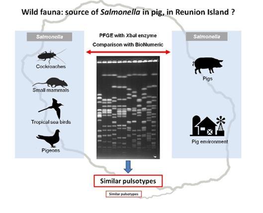 1. Alta prevalência de Salmonella em roedores e baratas. 2. Alta prevalência de S. monofasica e S. Typhimurium na fauna silvestre. 3.