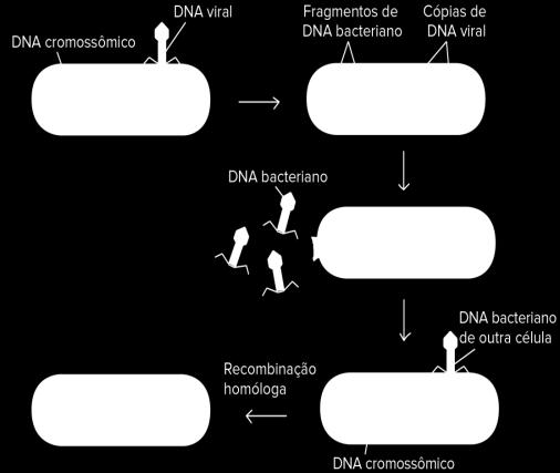 cromossômico de uma bactéria para outra Transferência