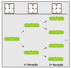 Bactérias são microrganismos com uma alta capacidade de se reproduzir Reprodução assexuada Geração de clones