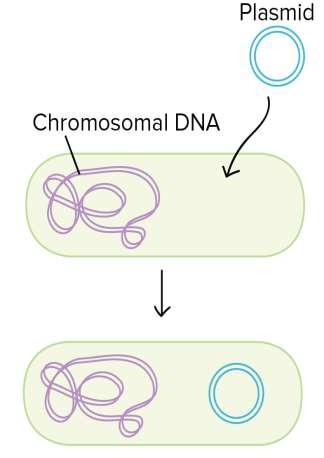 Recombinação- Transformação uma bactéria absorve o DNA do seu ambiente Se o DNA está sob a