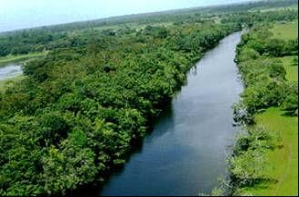 SUSTENTABILIDADE NA DIMENSÃO AMBIENTAL (5) FLORESTA PLANTADA E BIODIVERSIDADE: DESERTO