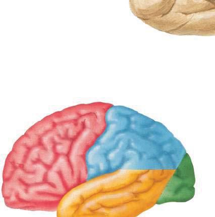 Sulco parietoccipital (sua extremidade) Polo frontal Polo occipital Sulco calcarino (sua