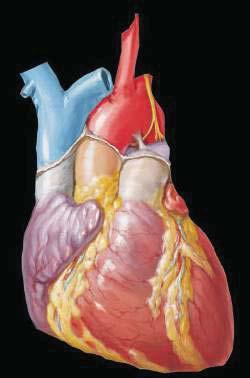 ATLAS de Anatomia HUMANA FRANK H.