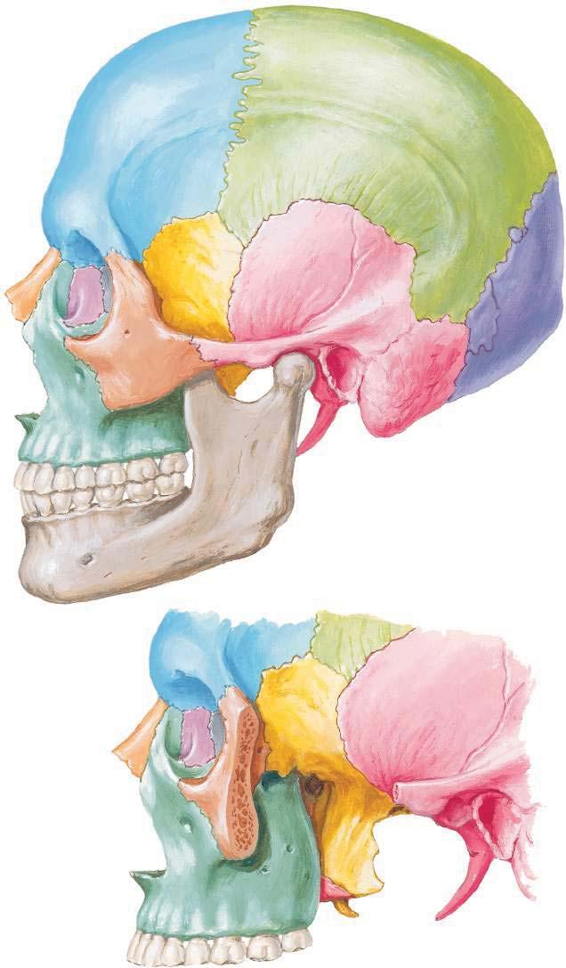 Crânio: Vista Lateral (Norma Lateral) Veja também Pranchas 14, 15, Osso esfenoide Osso parietal Fossa temporal Osso temporal Asa maior Linha temporal superior Parte escamosa Osso frontal Incisura