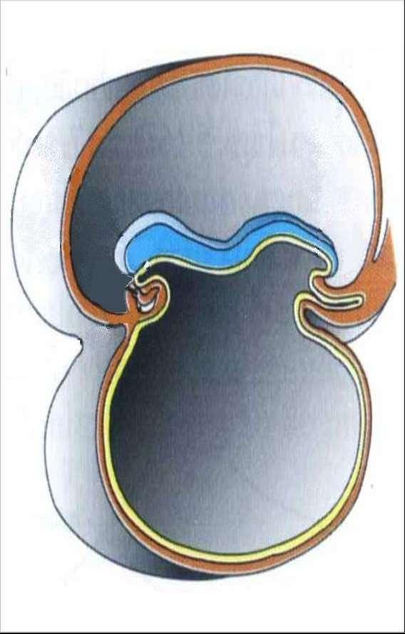 Pedículo do embrião Prega