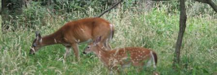 of penned deer Examine contact rates