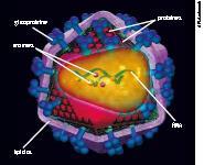 AIDS A Aids (síndrome da imunodeficiência adquirida) é causada pelo vírus da imunodeficiência humana (HIV).