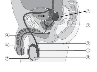 6) O esquema abaixo representa o sistema reprodutor