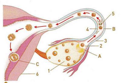 7. A figura abaixo representa as primeiras fases do desenvolvimento embrionário humano. 4.1.
