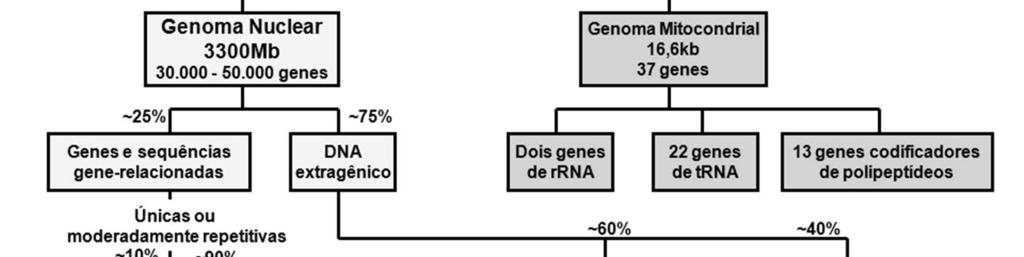 Repetições em Tandem: repetições no mesmo sentido (nas quais o início de uma repetição