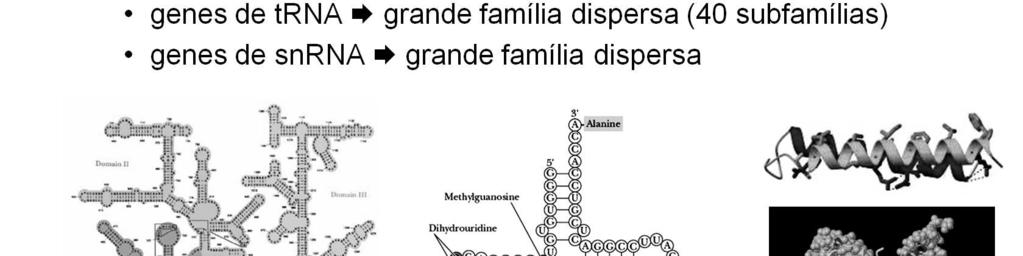 Família de genes: Ex.