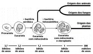 a) produção do próprio alimento. b) obtenção de energia nos processos respiratórios. c) transmissão das organelas ao longo das gerações. d) difusão de moléculas pela membrana. 6.
