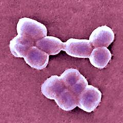 Introdução O A. baumannii é um bacilo Gram negativo aeróbio não fermentador da glucose, que no seu estado estacionário tem a forma de cocobacilo e em crescimento, a forma de bacilo (Ilustração1).