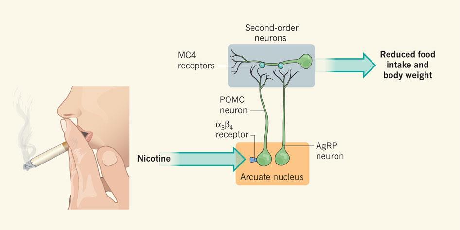 Nicotina Alcaloide policíclico; Composto ativo do tabaco; Afeta o sistema nervoso; Causa dependência;