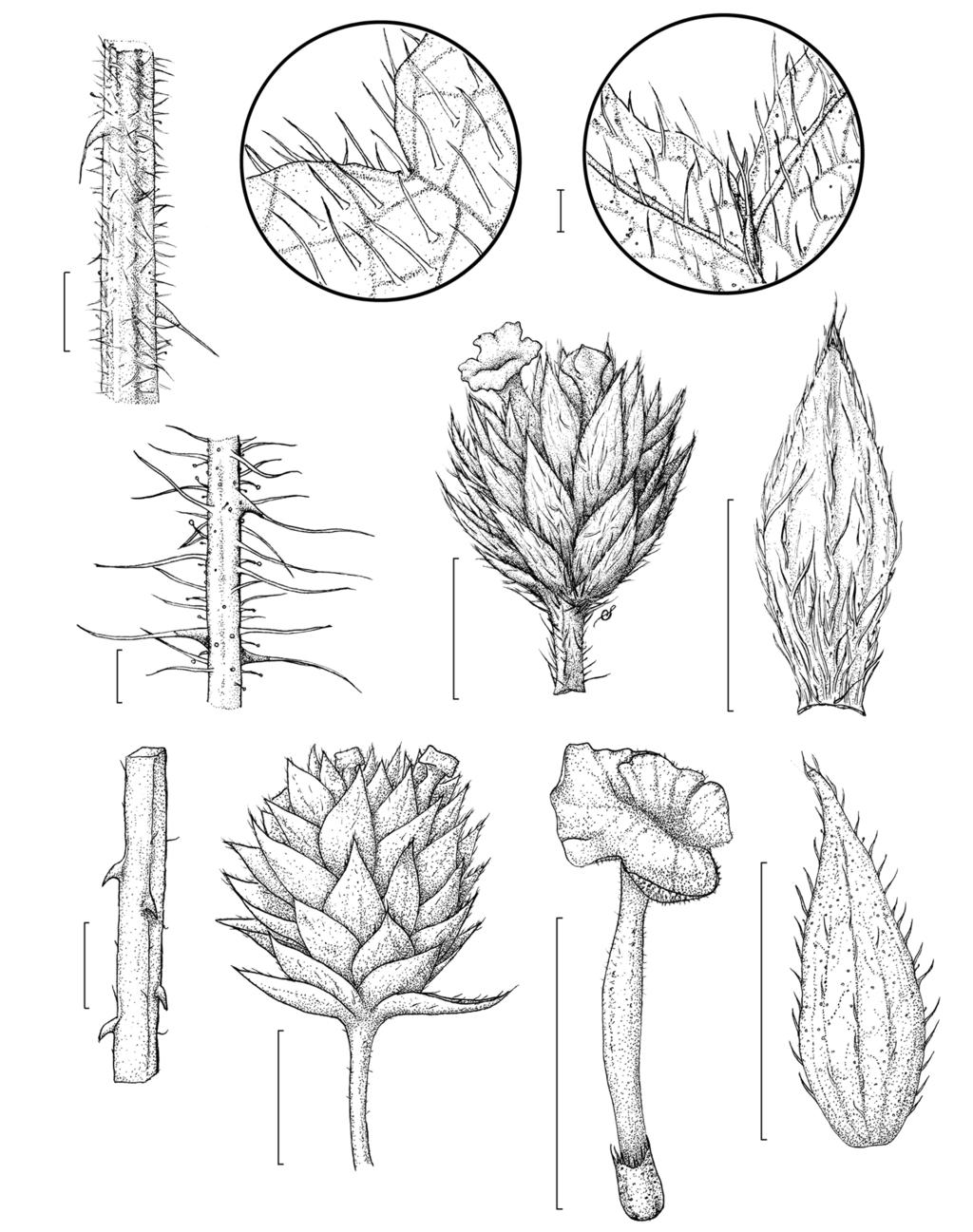 Verbenaceae de Carajás 1 mm 1399 c b 2 mm a e f g 2 mm d j h i Figura 1 a-f. Lantana hirsuta subsp. amazonica a. ramo; b. detalhe da face adaxial da lâmina foliar; c.