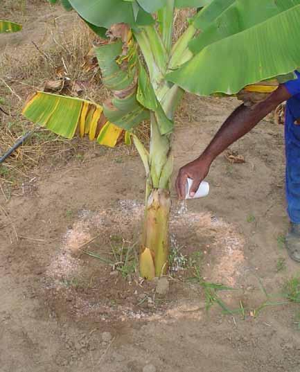 14 Boas práticas agrícolas de campo no cultivo da bananeira Lembrar que a bananeira devolve ao solo o material vegetal após a colheita dos cachos (60% da fitomassa produzida), que representa uma