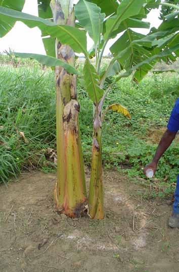 Assim, a análise química do solo deve ser feita anualmente, após a primeira colheita, para ver quanto de nutriente os resíduos da bananeira incorporaram na terra.