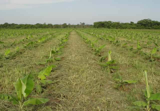 20 Boas práticas agrícolas de campo no cultivo da bananeira Tratos culturais Capina: deve ser realizada principalmente nos cinco primeiros meses após o plantio.