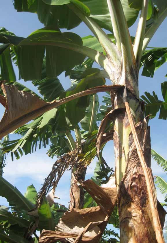 22 Boas práticas agrícolas de campo no cultivo da bananeira Desfolha: é a eliminação das folhas secas, folhas totalmente amarelas, folhas verdes quebradas e que deformem ou causem danos aos frutos,