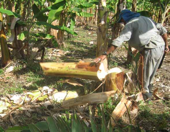 Boas práticas agrícolas de campo no cultivo da bananeira 25 No momento de corte do pseudocaule