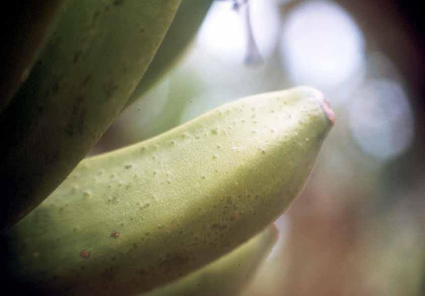 Boas práticas agrícolas de campo no cultivo da bananeira 33 Tripes Existem pelo menos dois tipos de tripes que afetam os frutos da bananeira: o tripes da erupção e o tripes da ferrugem.