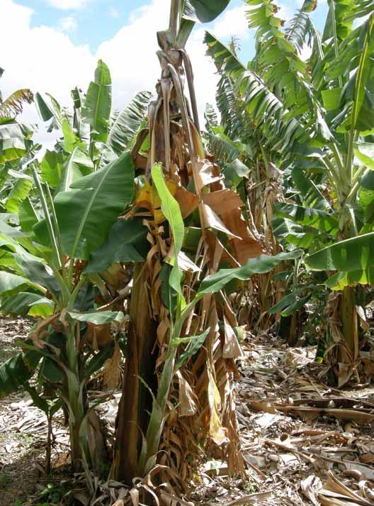 36 Boas práticas agrícolas de campo no cultivo da bananeira Mal-do-panamá O mal-do-panamá é uma doença muito importante em todas as regiões produtoras de banana no mundo.