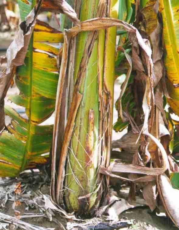 Boas práticas agrícolas de campo no cultivo da bananeira 37 Outro sintoma externo do mal-do-panamá é a ocorrência de rachaduras no pseudocaule, de comprimento
