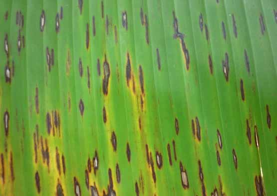 Boas práticas agrícolas de campo no cultivo da bananeira 41 Com o passar do tempo, os riscos amarelados tornam-se manchas marrons que vão escurecendo, até se apresentar como uma mancha marrom escura,